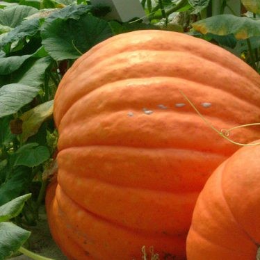Тыква Тыква кормовая Гигант фото 2
