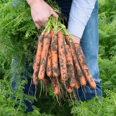Морковь Нерак F1 фото 2