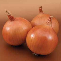 Лук Братко F1 фото 1