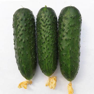 Огурец Балкан F1 фото 2