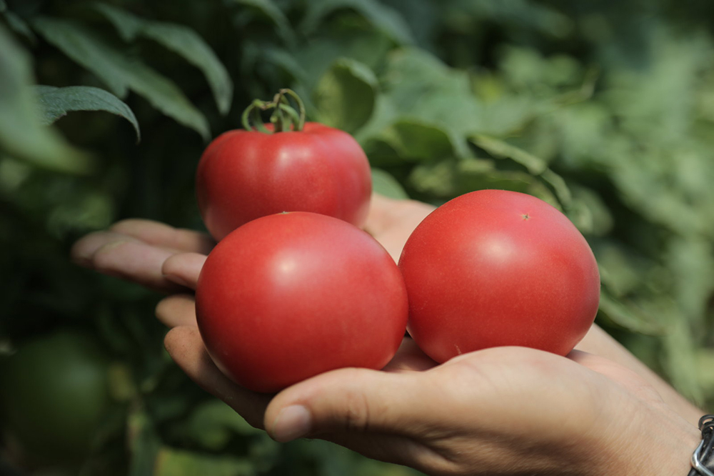 Семена томатов Розальба F1 фото 2