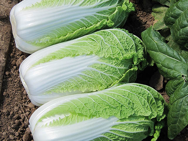 Капуста пекинская Эндуро F1 фото 2