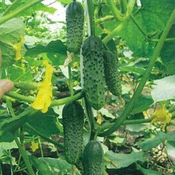 Огурец Маша F1 фото 2