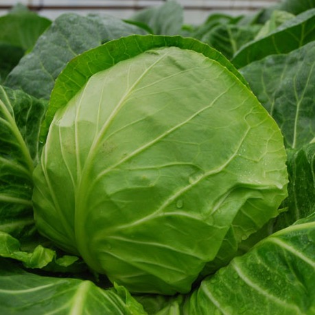 Капуста белокочанная Кевин F1 фото