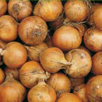 Лук Робот F1 фото 1