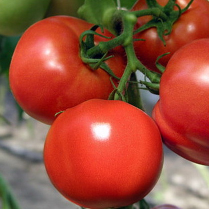 Семена томатов Шакира F1  фото 2