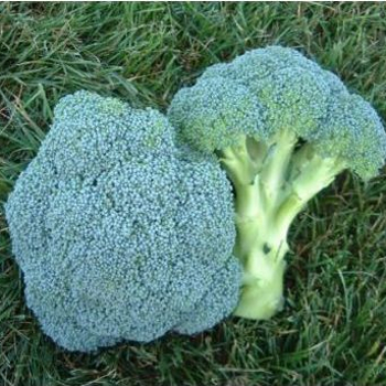 Семена брокколи Гераклион F1 фото 2