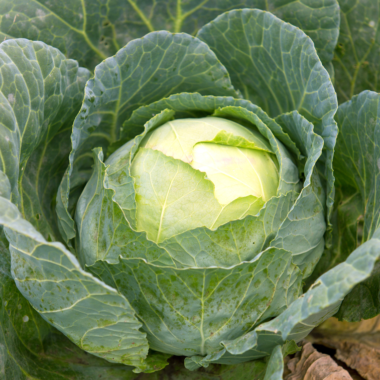 Капуста белокочанная Мегатон F1 фото