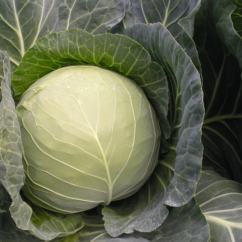 Капуста белокочанная Газель F1 фото