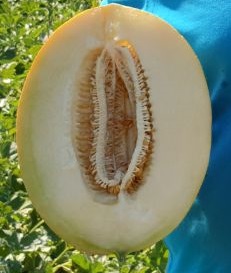 Семена дыни Маори F1 фото 2