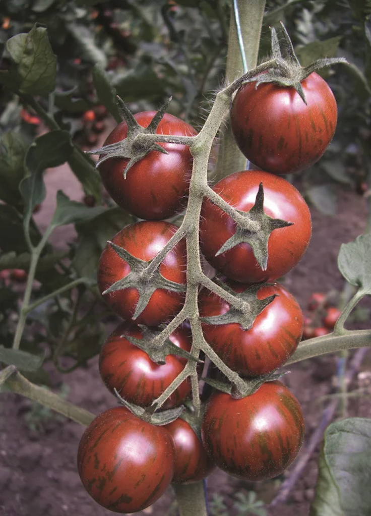 Семена томатов Черри Тайгер F1 фото 2
