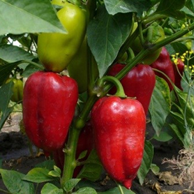 Рэд Барон F1