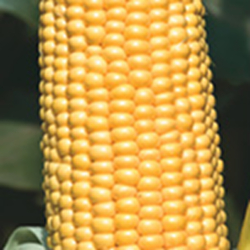 Кукуруза ГСС 5649 F1 фото 2