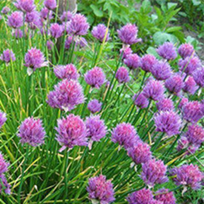 Лук Бигги (шнитт) фото 1