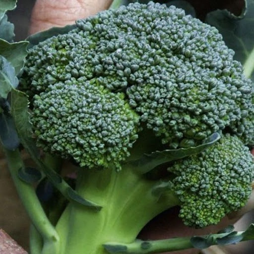 Семена брокколи Айронмен F1 фото 2