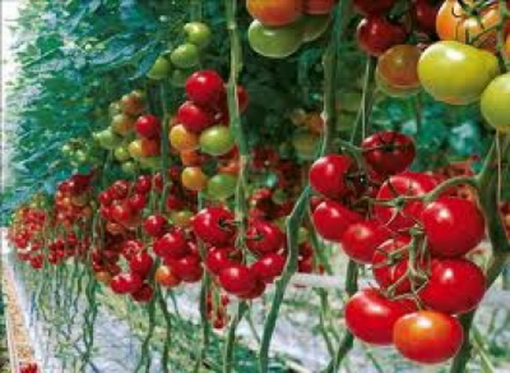 Семена томатов Синдел F1  фото 2