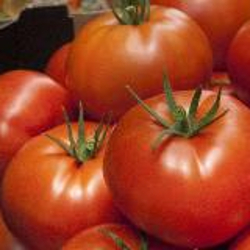 Семена томатов Алтадена F1 фото 2