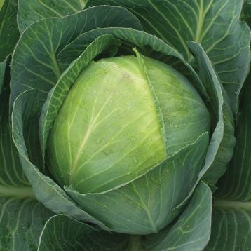Капуста белокочанная Эпикур F1 фото