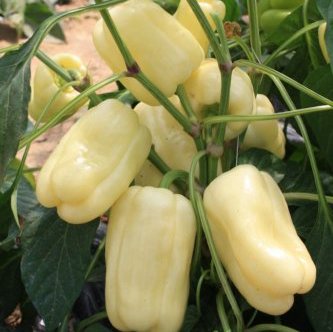 Перец Мадонна F1 фото 2