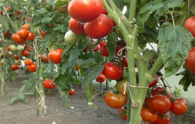 Семена томатов Президент F1 фото 2