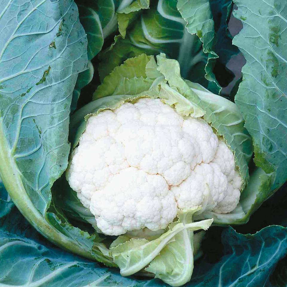 Капуста цветная Тетрис F1 фото 2