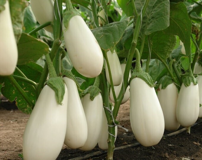 Семена баклажанов Розан F1 фото 2