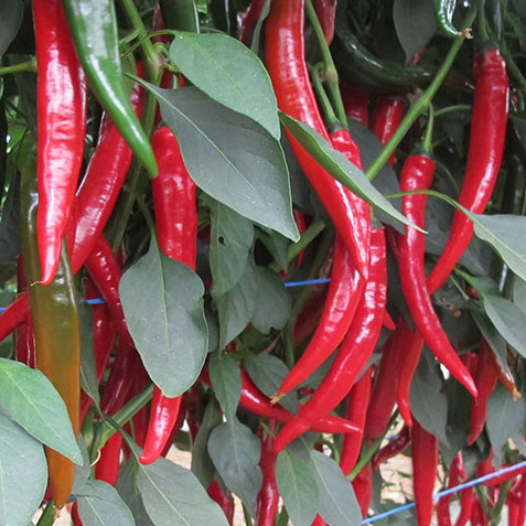 Перец острый Шакира F1 фото 2