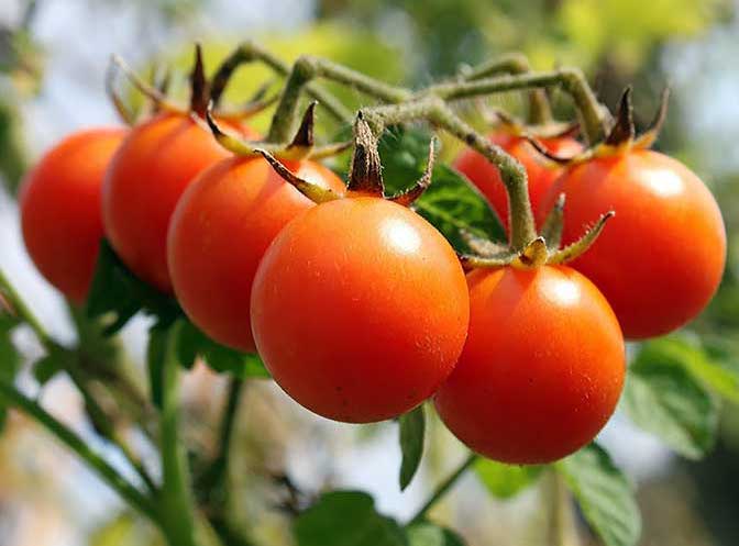 Семена томатов Черри Блоссом F1 фото 2