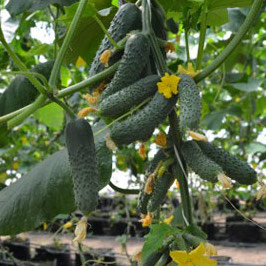 Огурец Седрик F1 фото 2