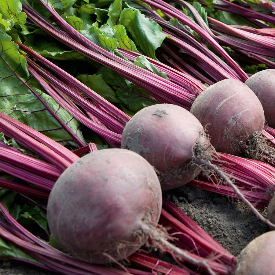 Свекла Субетто F1 фото 2