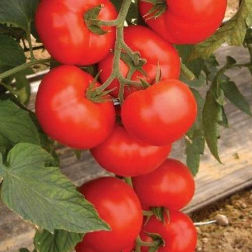 Семена томатов Ведетта F1 фото 2