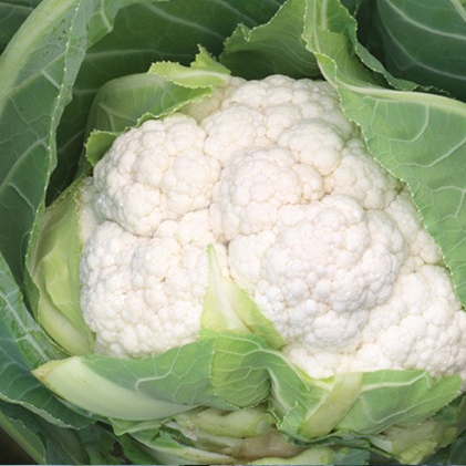 Капуста цветная Аэроспейс F1 фото 2