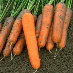 Морковь Сильвано F1  фото 2