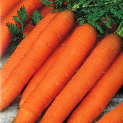 Морковь Романс F1 фото 2