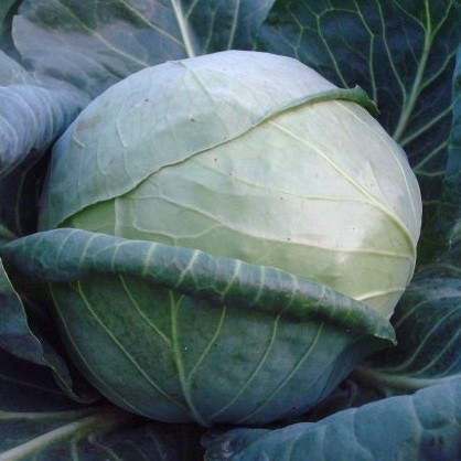 Капуста белокочанная Бурбон F1 фото