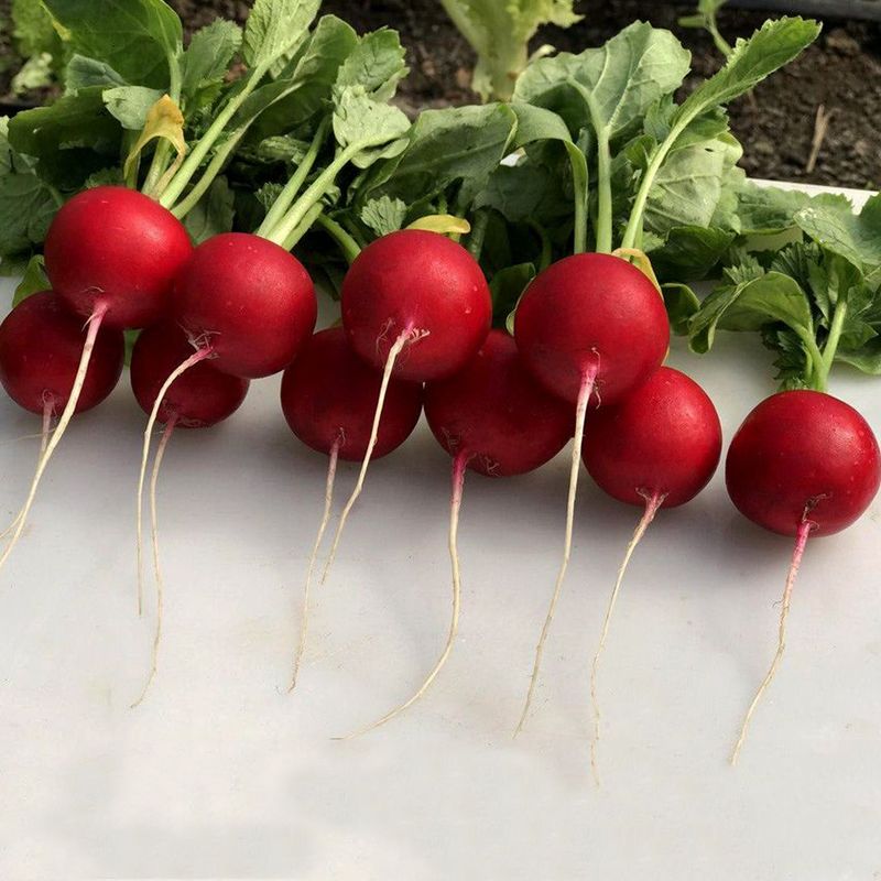 Редис Аутелло F1 фото 2