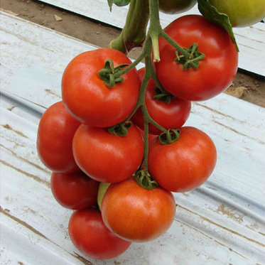 Семена томатов Белле F1 фото 2