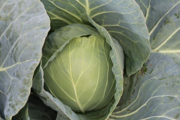 Капуста белокочанная Гепард F1 фото
