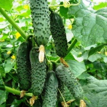 Огурец Чайковский F1 фото 2