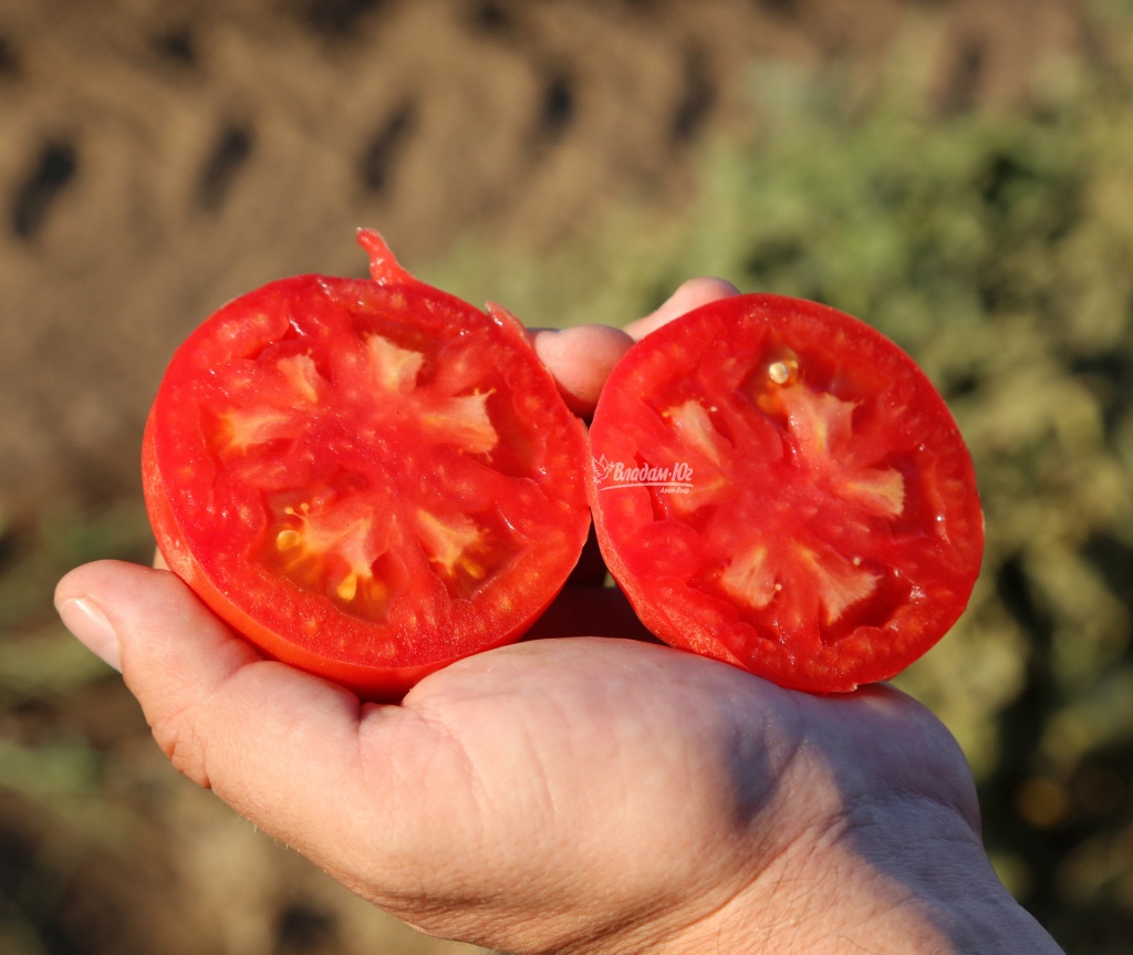 Семена томатов Йолнар F1 фото 2