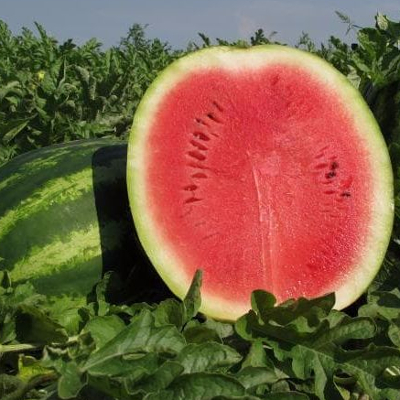 Семена арбуза Кримсон Руби F1 фото 2