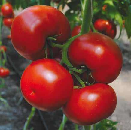 Семена томатов Бостина F1 фото 2