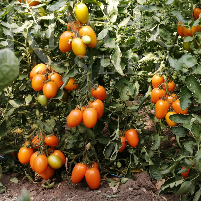 Семена томатов Ренцо F1 фото 2