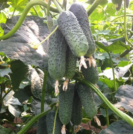 Огурец Бьерн F1 фото 2