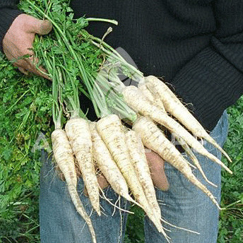 Семена петрушки Игл F1 фото 2