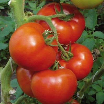 Семена томатов Берберана F1  фото 2