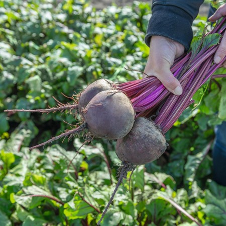 Свекла Бетолло F1 фото 2