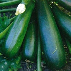 Кабачок Диамант F1 фото 1 