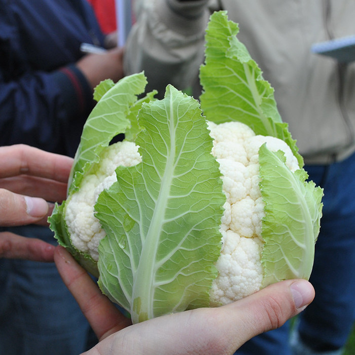 Капуста цветная Клипер F1 фото 2
