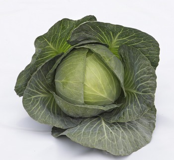 Капуста белокочанная Киластресс F1  фото